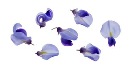 A collection of delicate flower petals floating in air against a white background showcasing the beauty of nature