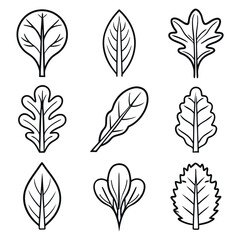 Salad leaves and organic greens line art icon set, vector spinach kale and arugula outline illustrations isolated on white background