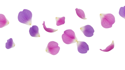 Delicate flower petals floating gently in the air, showcasing their vibrant colors and intricate details against a clean white background