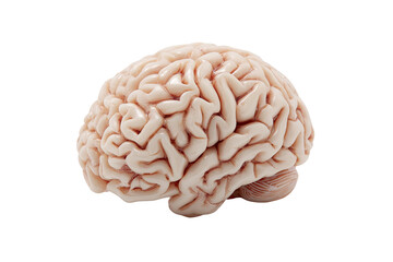 Detailed side view of a light beige human brain model.  The brain's folds and gyri are clearly visible against a pure white background