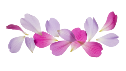 A delicate arrangement of flower petals in shades of pink and purple on a white background