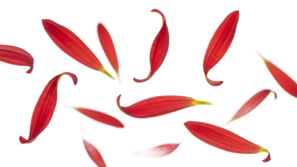 Red flower petals floating in air isolated on white background
