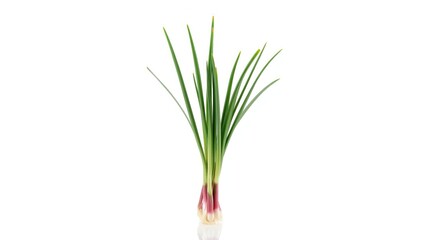 Red scallions on plain white surface, suitable for food presentation and recipe illustrations
