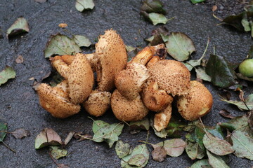 Conditionally edible mushrooms are common scale mushrooms. Light brown lamellar mushrooms on a wet leaf. A bunch of common foliota mushrooms.