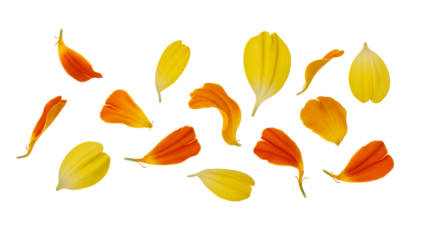 Vibrant peony petals scattered on a pristine white surface, showcasing a mesmerizing display of color and texture.