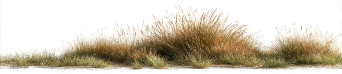 Clump of ornamental grasses with tan plumes on light soil