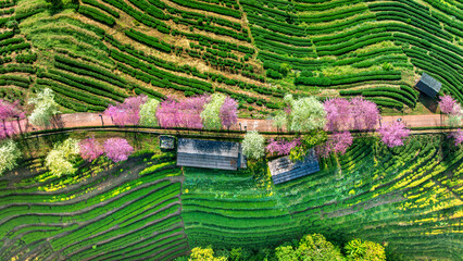 Row of Cherry blossoms in Chiang Mai, Thailand.