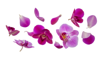 A close-up of scattered purple orchid flowers and petals on a white background