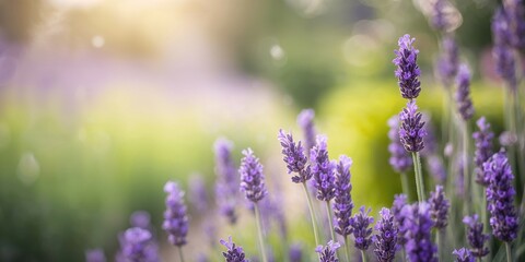 Fototapeta premium Lavender plant in bloom with detailed purple petals, used as background for herbal remedies