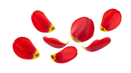 Scattered Red Flower Petals on White Background