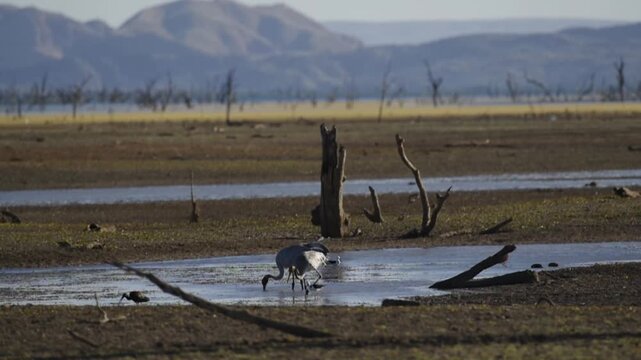 Brolga Cranes feeding in mudflat - coastal  wetlands of lake Argyle