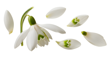 A close-up of snowdrop flowers in full bloom, petals gently falling, isolated on a white background