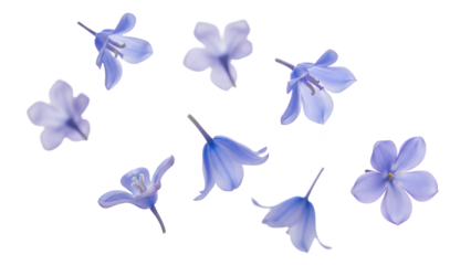 A serene arrangement of blue flowers, bluebells, and petals in a soft, aerial view against a white background, capturing the delicate beauty of nature in a minimalist composition.