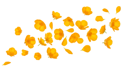 A scattering of vibrant yellow flower petals against a pristine white background