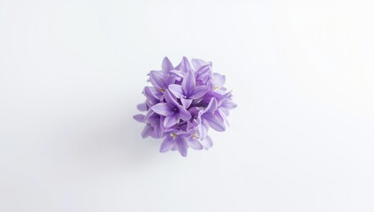 Out-of-focus photograph of Scilla bifolia against a plain white surface, used as a botanical reference or educational material