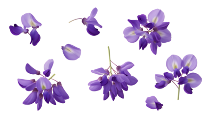 A collection of wisteria flowers scattered against a white background viewed from directly above