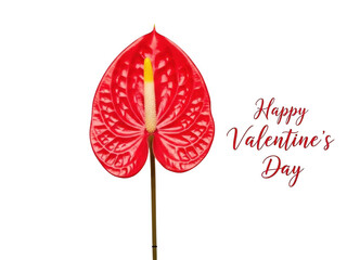 Single red flower for valentine's day isolated on transparent background