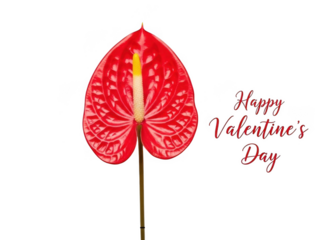 Single red flower for valentine's day isolated on transparent background