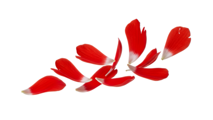 A close-up view of a red anemone flower isolated on a white background