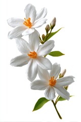 Obraz premium Branch of delicate white flowers with orange centers, buds, and green leaves isolated
