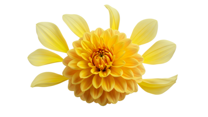 A vibrant yellow dahlia flower centered against a white background viewed from directly above