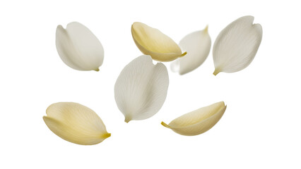 Floating jasmine flower petals against a white background viewed from directly above with soft natural light