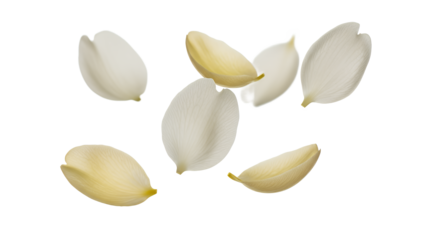 Floating jasmine flower petals against a white background viewed from directly above with soft natural light