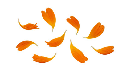 Vibrant orange petals scattered on a pristine white surface, viewed from directly above