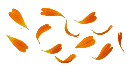 Vibrant marigold petals scattered on a clean white background