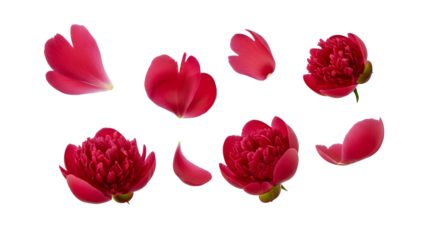 Vibrant red peony flowers and petals scattered on a white background from a close-up viewpoint