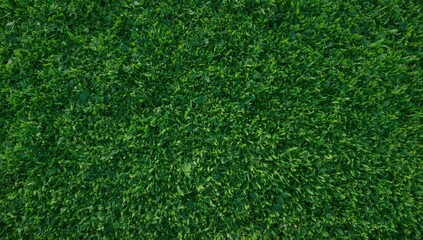 Fresh green grass surface arranged for summer sports, suitable for sports team photos or event backdrops