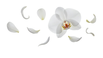 White flower petals falling around a blooming orchid in a serene environment from a close-up viewpoint