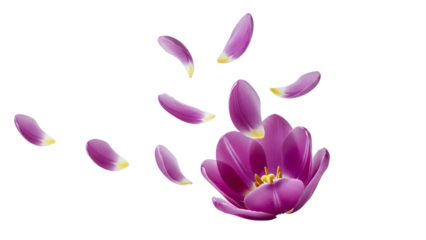 A delicate purple tulip shedding its petals in a serene environment