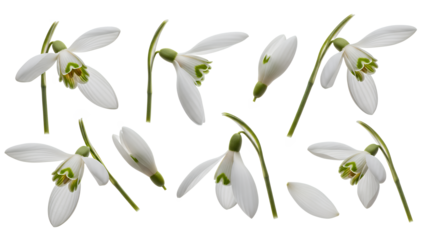 Snowdrops blooming in a serene winter landscape viewed from a close-up perspective