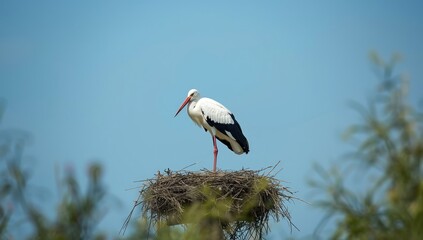 White stork nesting in springtime, highlighting wildlife conservation, World Wildlife Day © vxnaghiyev