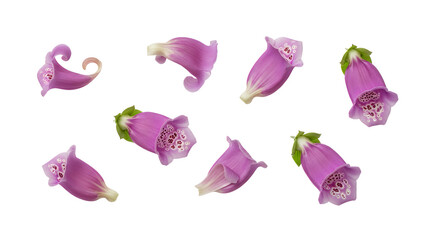 A collection of purple foxglove flowers arranged against a white background
