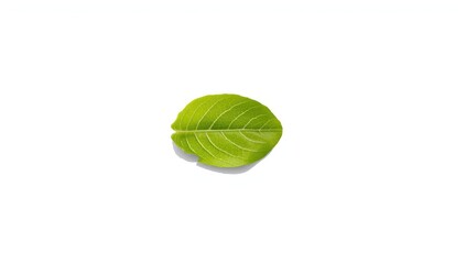 Lettuce leaf on white background serving as a UI backdrop for food presentation, World Food Day