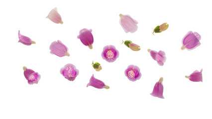 Scattered flower petals on a white background viewed from above