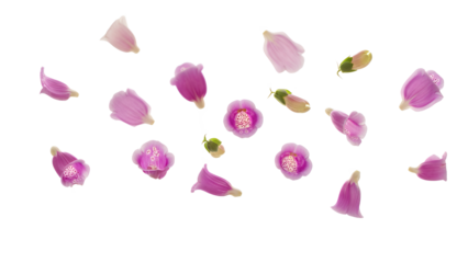 Scattered flower petals on a white background viewed from above