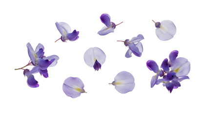 A collection of delicate purple azalea flowers and petals scattered against a white background from a close-up viewpoint