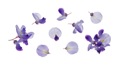 A collection of delicate purple azalea flowers and petals scattered against a white background from a close-up viewpoint