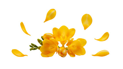 Vibrant yellow freesia flowers and petals floating in the air against a white background