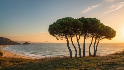 Coastal scene with Stone Pine trees and sunset over a beach in Tuscany, Italy