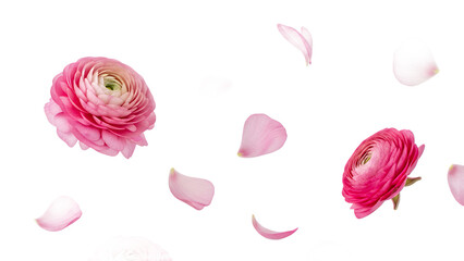 Pink Ranunculus flowers floating in the air with scattered petals on a white background