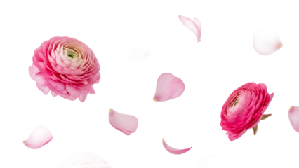 Pink Ranunculus flowers floating in the air with scattered petals on a white background