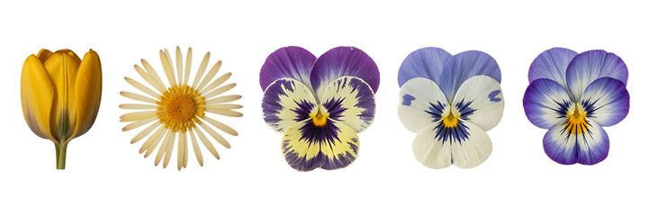 a vibrant arrangement of flowers showcases a tulip daisy and several pansies against a stark black background exhibiting varied hues