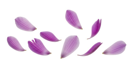 Delicate flower petals floating gently through the air, captured from a top-down viewpoint