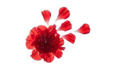 Violet flower petals unfolding in a vibrant display against a clean white background viewed from directly above