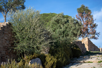 Colline de l'od&eacute;on et parc des villas romaines de Carthage