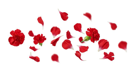 Red chrysanthemum flowers and petals scattered in the air against a white background